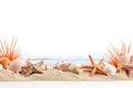 Group of seashells on a sandy beach, perfect for travel brochures Royalty Free Stock Photo