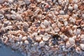 Group of seashells, washed up a tropical, sandy, beach