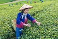 Group of senior asian woman in traditional cloth picking fresh tea leave in the morning in her hill side tea farming and
