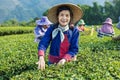 Group of senior asian woman in traditional cloth picking fresh tea leave in the morning in her hill side tea farming and