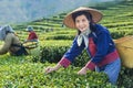 Group of senior asian woman in traditional cloth picking fresh tea leave in the morning in her hill side tea farming and