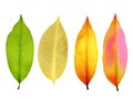 CollectionÃ¢â¬â¹ ofÃ¢â¬â¹ leaves.Ã¢â¬â¹CloseÃ¢â¬â¹upÃ¢â¬â¹ Ã¢â¬â¹orangeÃ¢â¬â¹ yellowÃ¢â¬â¹ leaves background.details in leaves Ã¢â¬â¹ Royalty Free Stock Photo