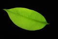 CollectionÃ¢â¬â¹ ofÃ¢â¬â¹ leaves.Ã¢â¬â¹CloseÃ¢â¬â¹upÃ¢â¬â¹ Ã¢â¬â¹orangeÃ¢â¬â¹ yellowÃ¢â¬â¹ leaves background.