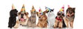 Group of seven adorable cats and dogs on birthday party