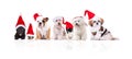 Group of seven adorable santa dogs of different breeds Royalty Free Stock Photo