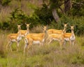 Group of seven Blackbuck Antelope pose for camera Royalty Free Stock Photo