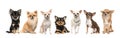 Group of seven chihuahua dogs facing the camera isolated on a white background