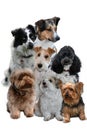 Group of dogs on white Royalty Free Stock Photo