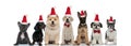 Group of seven santa claus puppies sitting together