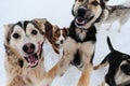 Adorable cute young dogs. Group of several Alaskan husky puppies on walk on snowy winter day in kennel of northern sled dogs.