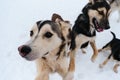Adorable cute young dogs. Group of several Alaskan husky puppies on walk on snowy winter day in kennel of northern sled dogs.