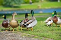 Group of several beautiful bright ducks on a lawn Royalty Free Stock Photo