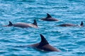 A group of several dolphins floating, jumping and diving in the blue sea