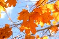 Spread of Orange Maple Autumn Leaves on Tree branch Royalty Free Stock Photo