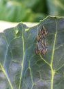 A group of several pest caterpillars on the leaves of white cabbage in the vegetable garden