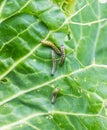 A group of several pest caterpillars on the leaves of white cabbage in the vegetable garden