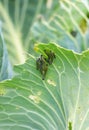 A group of several pest caterpillars on the leaves of white cabbage in the vegetable garden