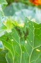 A group of several pest caterpillars on the leaves of white cabbage in the vegetable garden