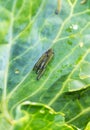 A group of several pest caterpillars on the leaves of white cabbage in the vegetable garden