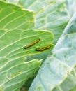 A group of several pest caterpillars on the leaves of white cabbage in the vegetable garden