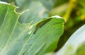 A group of several pest caterpillars on the leaves of white cabbage in the vegetable garden