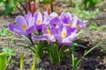 Group of the several purple crocus vernus Royalty Free Stock Photo