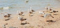 Group of several seagulls walking along the coastline Royalty Free Stock Photo