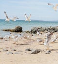 Group of several seagulls walking along the coastline Royalty Free Stock Photo