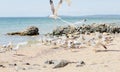 Group of several seagulls walking along the coastline Royalty Free Stock Photo