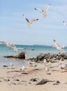 Group of several seagulls walking along the coastline Royalty Free Stock Photo