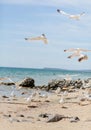 Group of several seagulls walking along the coastline Royalty Free Stock Photo