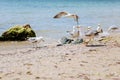 Group of several seagulls walking along the coastline Royalty Free Stock Photo