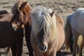 Group of Shaggy Icelandic Ponies Standing Together Royalty Free Stock Photo