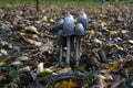 Group of Shaggy Ink Cap mushrooms Coprinus comatus found in a forest during the fall season Royalty Free Stock Photo