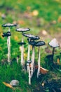 Group of shaggy ink caps in the lawn