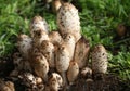 A group of Shaggy Inkcap, or Lawyer`s Wig fungus, Coprinus comatus, growing in the grass in a field in the UK. Royalty Free Stock Photo