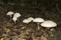 Group of Shaggy Parasol, chlorophyllum rhacodes, mushrooms in the forest