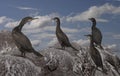 A group of Shags Royalty Free Stock Photo