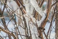 A group of sharp bright white transparent icicles is on the gray and orange branches of a bush in winter garden