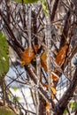 A group of sharp bright white transparent icicles is hanging down from the gray and orange branches of a bush in winter garden Royalty Free Stock Photo