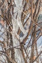 A group of sharp bright white transparent icicles is hanging down from the gray and orange branches of a bush in winter garden