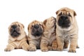 Group of sharpei puppy dog