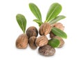 Group of Shea Nuts and leaves Royalty Free Stock Photo