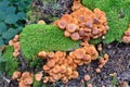 Group of Sheathed Woodtuft mushrooms from above Royalty Free Stock Photo