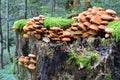 Group of Sheathed Woodtuft mushrooms, side view