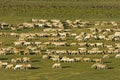 Group of Sheep