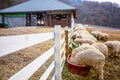 Pyeongchang, South Korea- March 2019:Group of sheep back side eating behind the fence at the farm with farm house