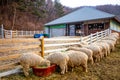 Pyeongchang, South Korea- March 2019:Group of sheep back side eating at the farm with farm house