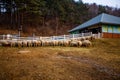 Pyeongchang, South Korea- March 2019:Group of sheep bafattaick side at the farm with farm house