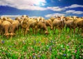 A group of sheep on a colorful multicolored field of flowers in the sun.